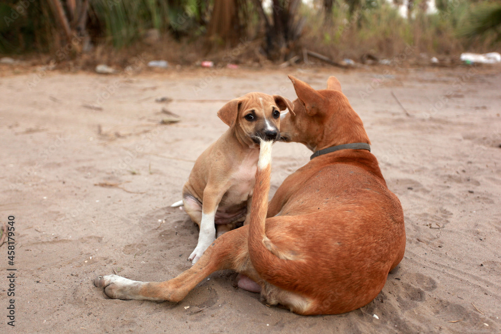 horizontal photography of a brown and white Africanis dog mother lying on a sandy ground, with a small puppy playing with her tail, outdoors on a sunny day , with trees and grasses in the background