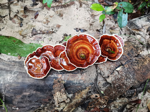 Fotografie, Obraz mushroom on tree