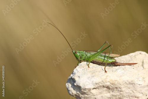 A Long Winged Cone-head Cricket, Conocephalus fuscus, resting on a rock in a meadow.