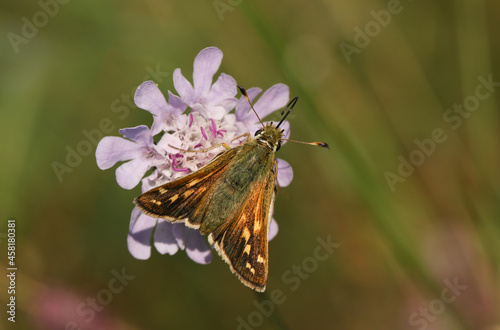 A rare Silver Spotted Skipper butterfly, Hesperia comma, nectaring on a Scabious wildflower. 