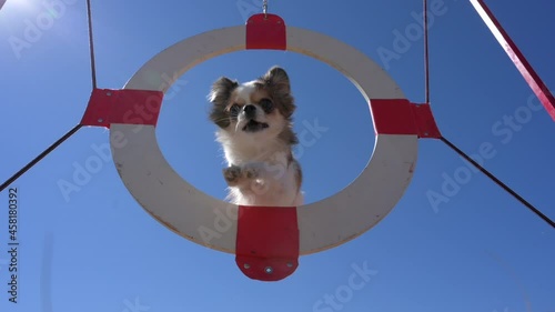 obedience canine and pedigree concept of little chihuahua pet dog jumping through circle barrier on blue sky background during leisure agility activity