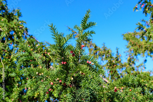 Many small vivid green leaves and red poisonous fruits of Thuja coniferous tree  commonly known asarborvitaes  thujas or cedars in a garden in a sunny summer day.