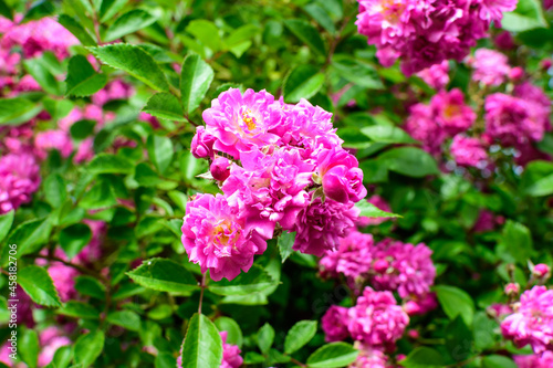 Bush with many delicate vivid pink magenta rose in full bloom and green leaves in a garden in a sunny summer day, beautiful outdoor floral background photographed with soft focus. © Cristina Ionescu