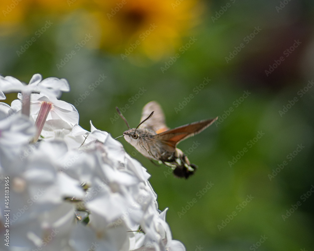 Fototapeta premium butterfly Sphingidae on flower