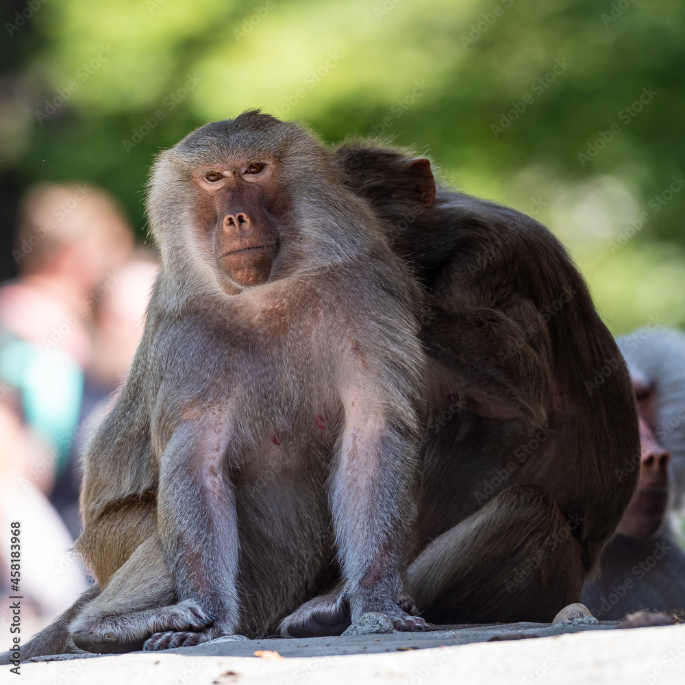 The hamadryas baboon, Papio hamadryas is a species of baboon The hamadryas baboon, Papio hamadryas is a species of baboon