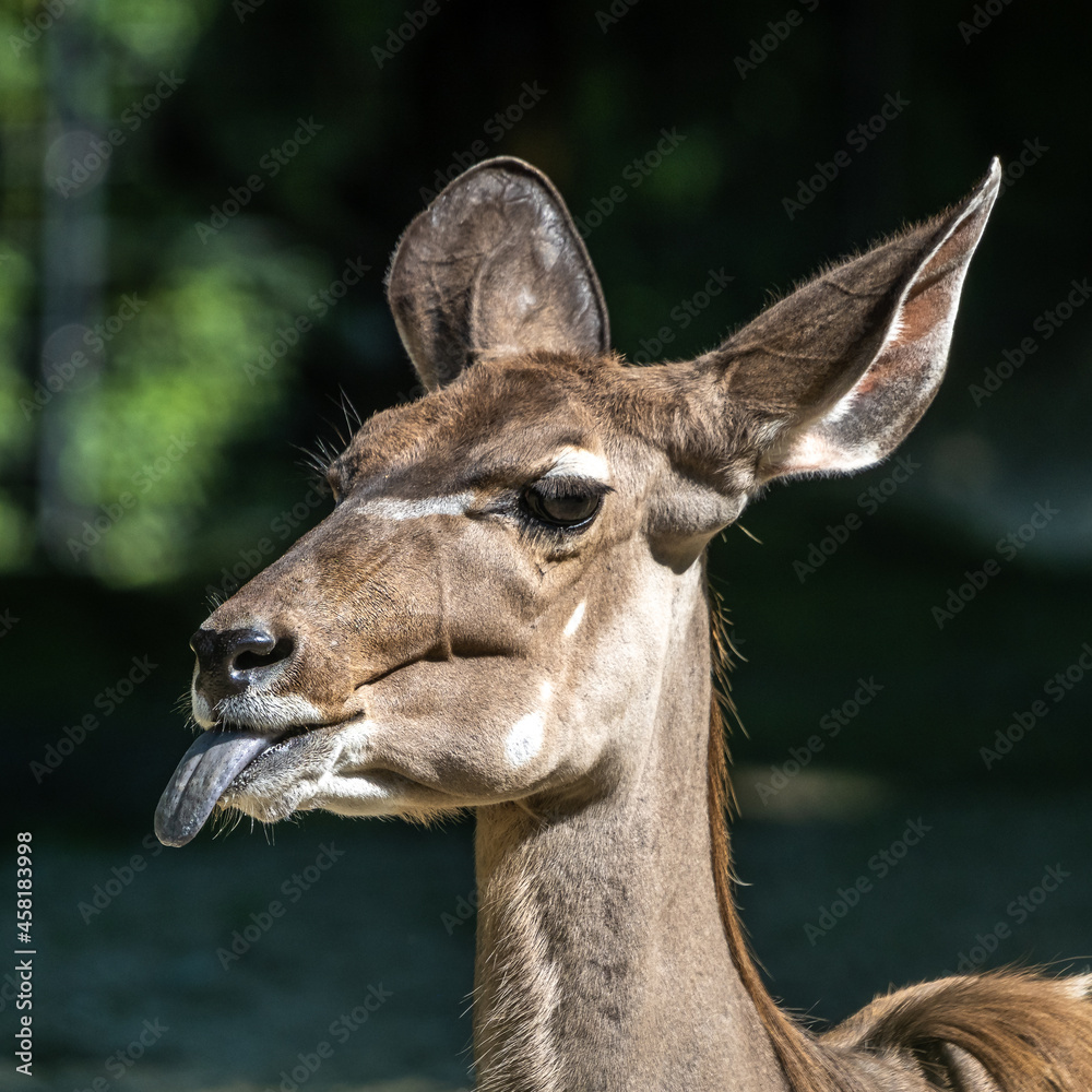 The common eland sticking its tongue out. Taurotragus oryx is a savannah antelope The common eland sticking its tongue out. Taurotragus oryx is a savannah antelope