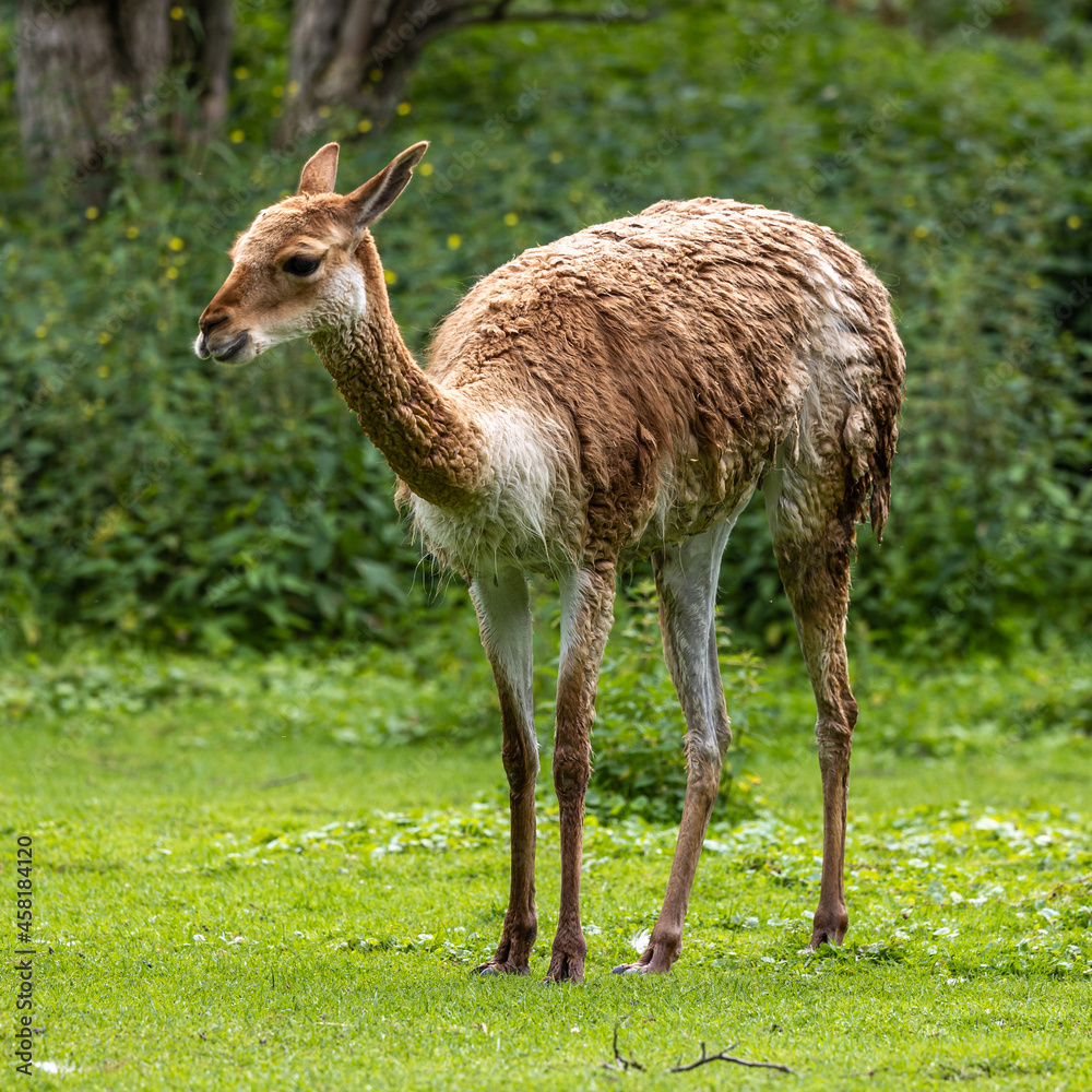 Vicunas, Vicugna Vicugna, relatives of the llama in a German park