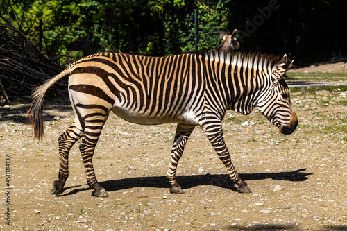 Hartmann s Mountain Zebra  Equus zebra hartmannae. An endangered zebra