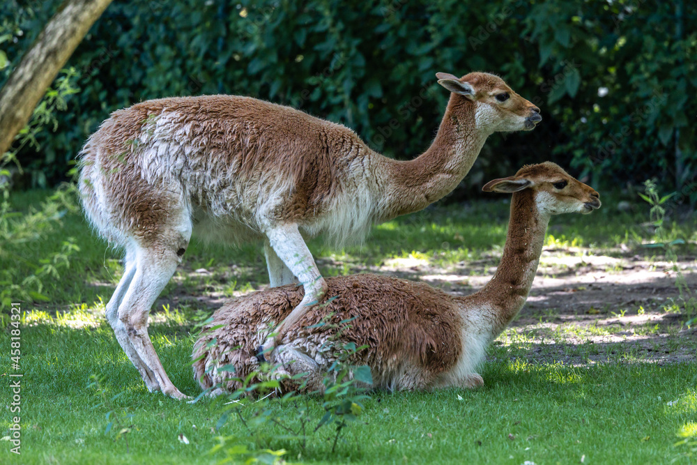 Fototapeta premium Mating Vicunas, Vicugna Vicugna, relatives of the llama in a German park