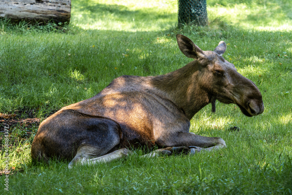 European Moose, Alces alces, also known as the elk