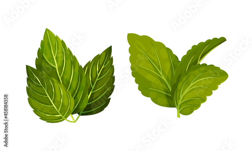 Mint green leaves set. Spearmint, peppermint fresh herb vector illustration