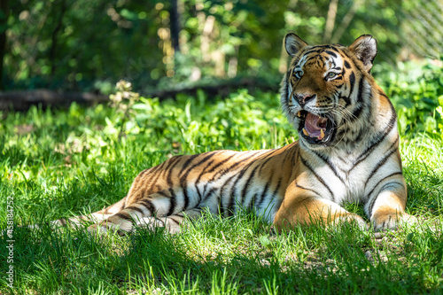 The Siberian tiger Panthera tigris altaica in a park