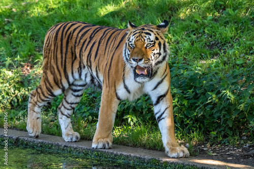 The Siberian tiger Panthera tigris altaica in a park