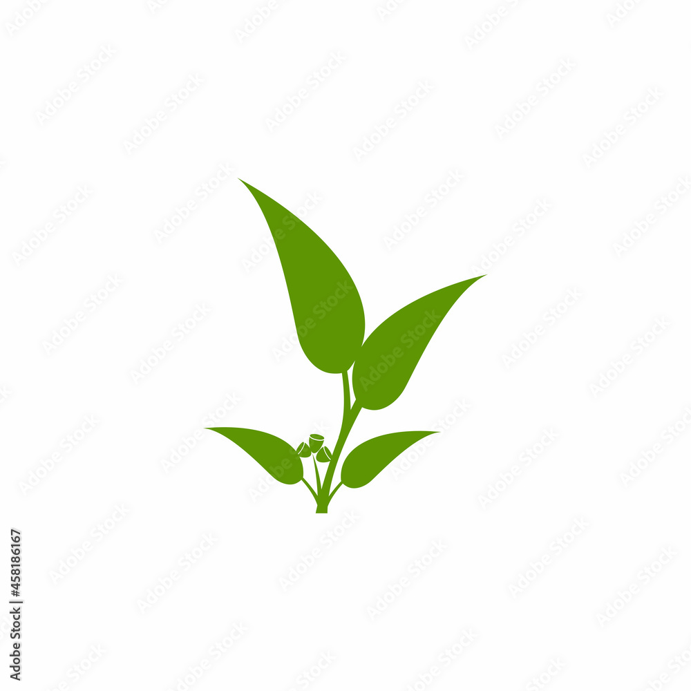 Obraz premium Eucalyptus leaves logo vector template design illustration