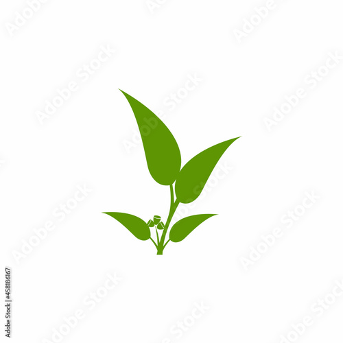 Eucalyptus leaves logo vector template design illustration