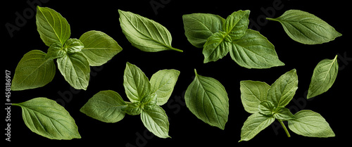 Fotografia Basil leaves isolated on black background