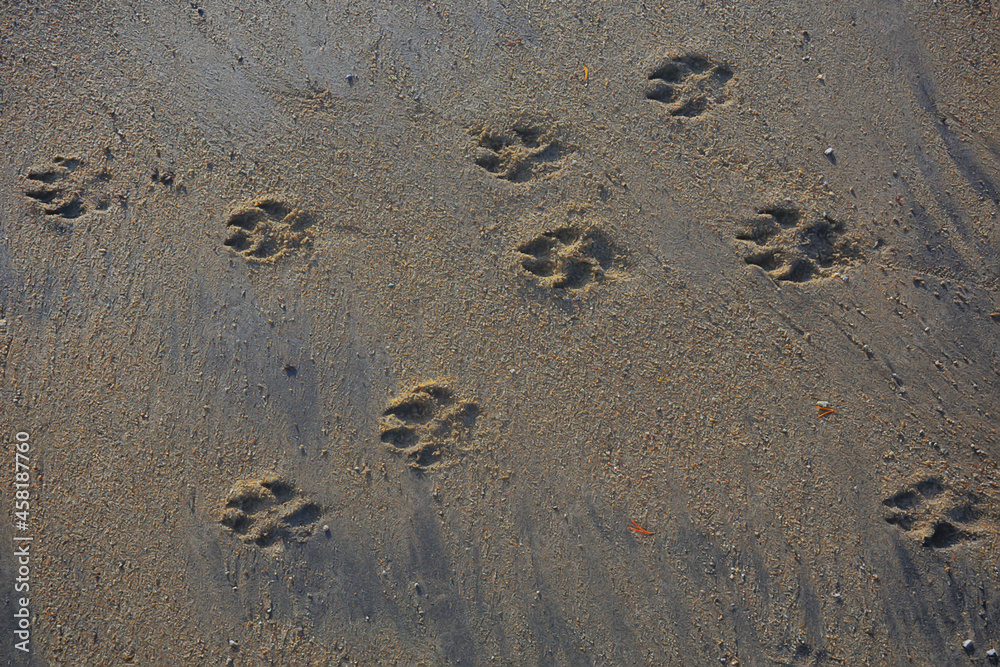 footprints in the sand dog abstract background texture beach footprints in the sand dog abstract background texture beach