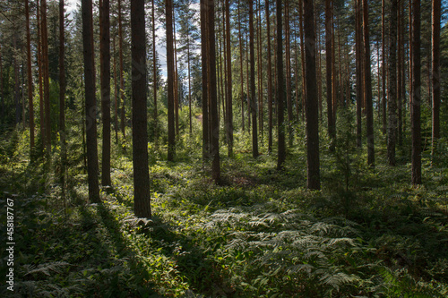 landscape view of a wild forest during daytime