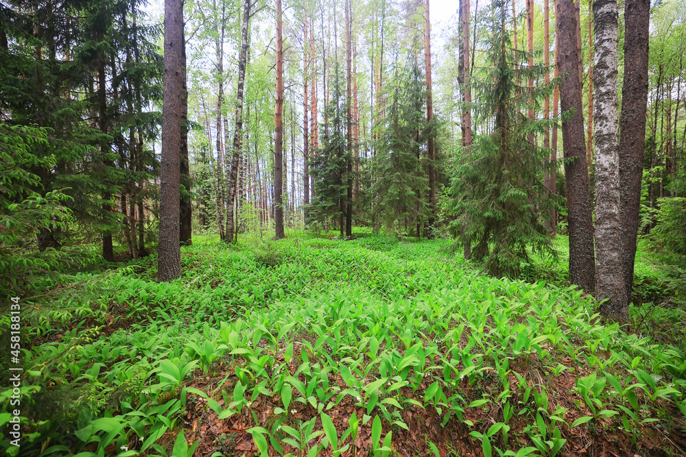 lilies of the valley landscape in the forest background, view of the forest green season lilies of the valley landscape in the forest background, view of the forest green season
