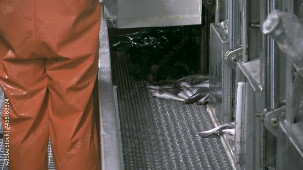 The caught pollock fish goes to the conveyor from the cargo hold. Fish freshly caught in the sea