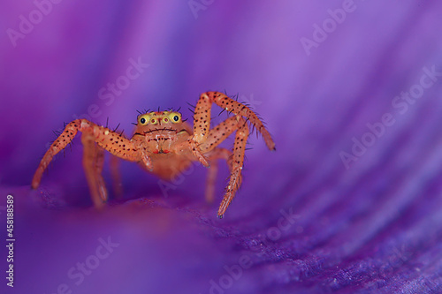 spider jumper macro, arachnophobia, beautiful jumping spider, poisonous spider