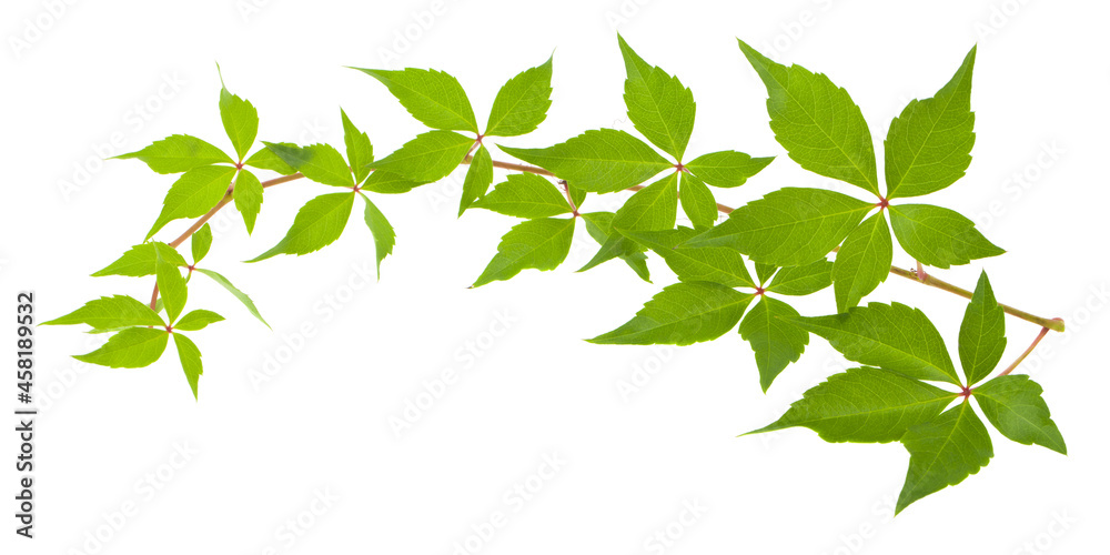 Fototapeta premium Green leaves of grapes isolated on white background.