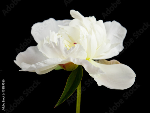 White peony flower isolated on black background.