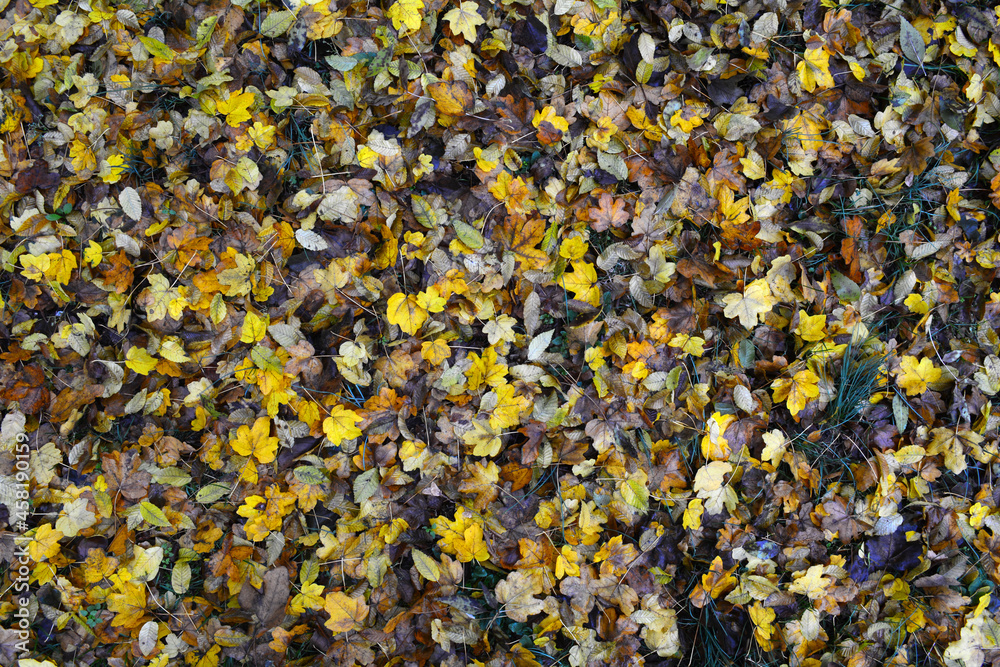 Autumn Autumn