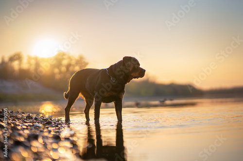 Rottweiler dog on the lake photo
