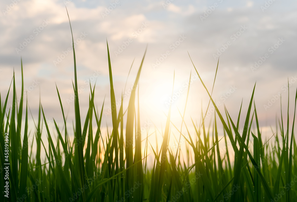 Fototapeta premium green rice plant fields at the sunset.