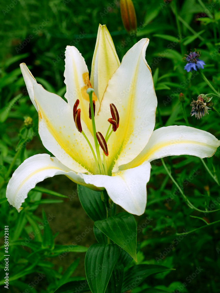 Fototapeta premium Lily flowers in garden, white lily flowers close - up view