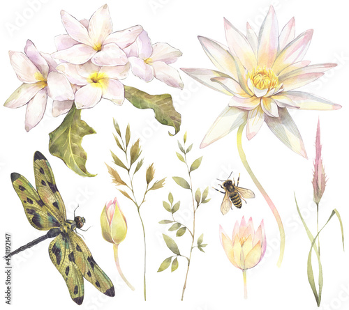 Set of tropical flowers and insects. Hand painted watercolor illustration.