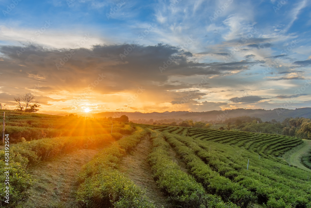 Obraz premium Beautiful sunsets at Chui Fong Tea Plantation Chiang Rai Thailand.