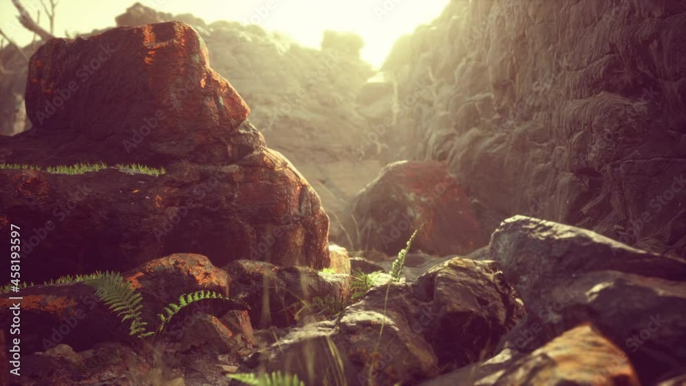 lava stone field with dead trees and plants