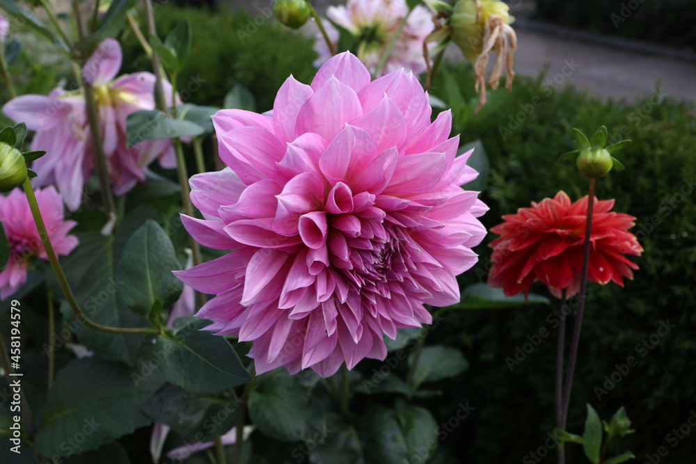 Isolated natural dahlia flower on green background Isolated natural dahlia flower on green background