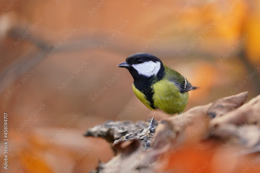 Fototapeta premium Portrait of a great tit with autumn background. Song bird in the nature habitat. Parus major. 