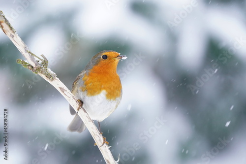 Beautiful redbreast sitting on the branch. Portrait of a orange song bird. Winter scene with a European robin (Erithacus rubecula) © Monikasurzin