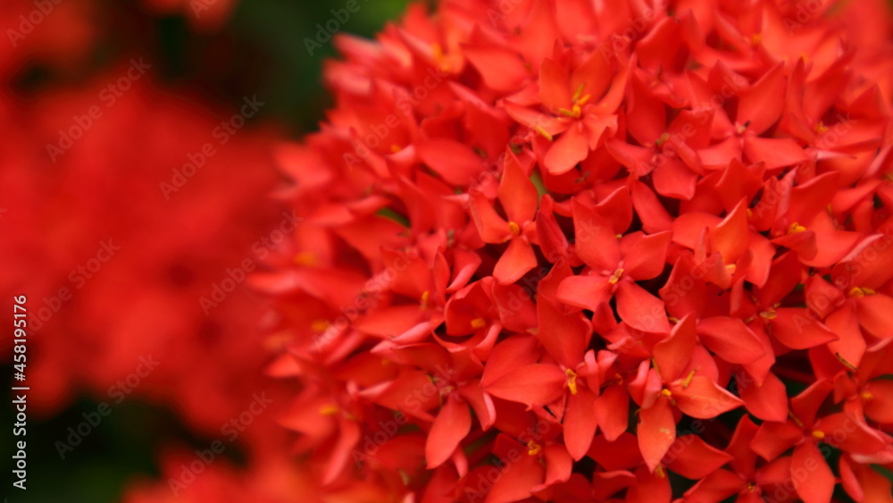 Macro of Red Ixora or West Indian Jasmine Flower in bloom Macro of Red Ixora or West Indian Jasmine Flower in bloom