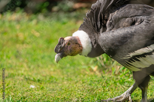 andean condor, vultur gryphus, in his cage in a zoo