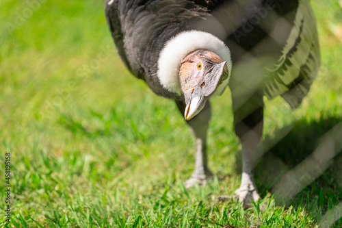 andean condor, vultur gryphus, in his cage in a zoo