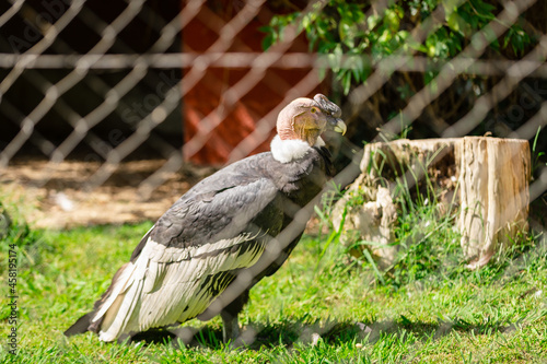 andean condor, vultur gryphus, in his cage in a zoo
