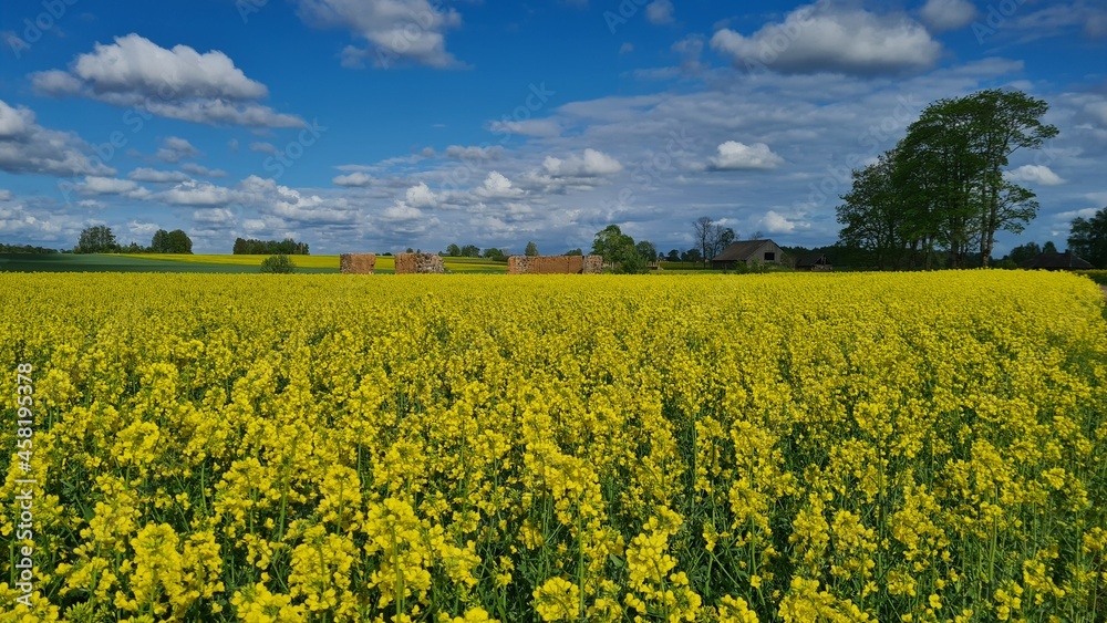 beautiful summer rapeseed meadow with blue skies, clouds and the ruins of an abandoned building in the distance