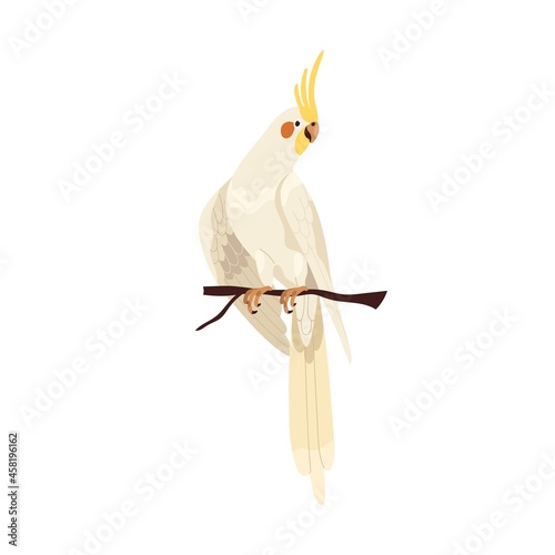 Cockatiel parrot with yellow crest and orange cheek patches. Tropical weiro b...