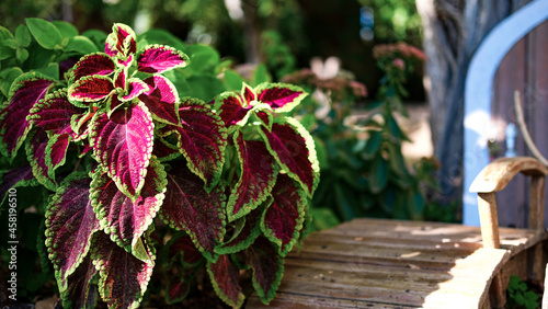Coleus Blume Plectranthus scutellarioides Coleus blumeii plant, species of the genus Coleus Burgundy-green coleus leaves close-up in a flower bed.