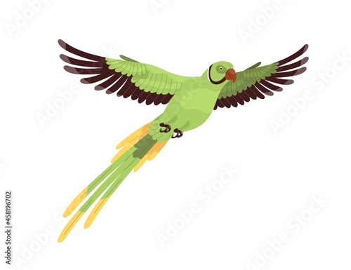Ring-necked parrot flying. Tropical Indian ringneck with long tail and spread wings. Exotic feathered parakeet. Jungle bird. Realistic flat cartoon vector illustration isolated on white background photo