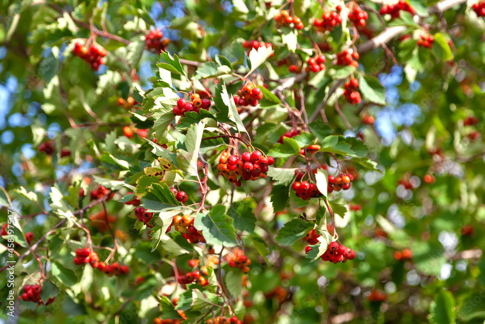 Ripe red berries on the branches. Selective focus.