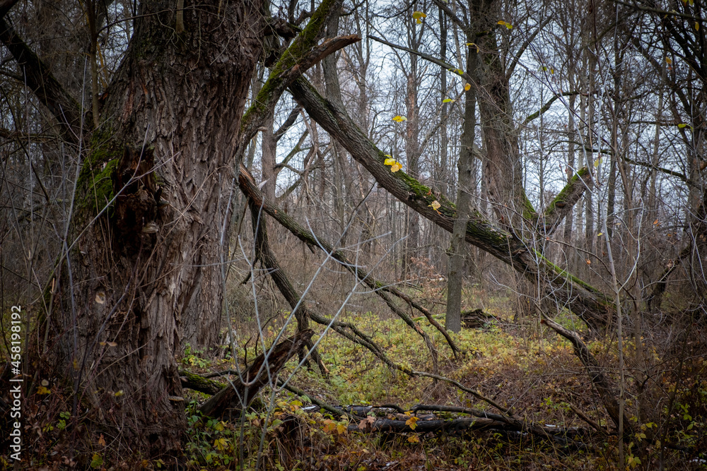 Gloomy forest landscape. Late autumn, fallen leaves. Gloomy forest landscape. Late autumn, fallen leaves.