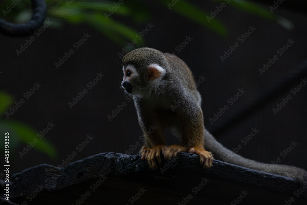 Close up Common Squirrel Monkey Close up Common Squirrel Monkey
