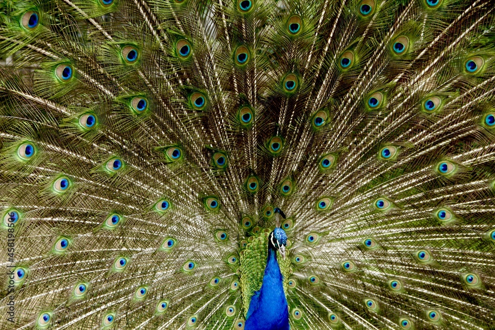 Naklejka premium peacock with feathers