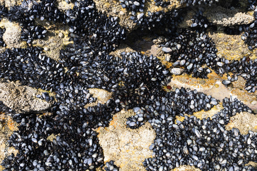 Mussels in the wild and attached to the rocks in Galicia